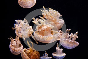 Spotted jellies, or mastigias Papua, at Monterey Bay Aquarium