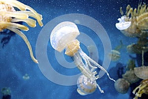 Spotted jelly fish