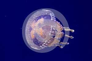 Spotted jelly or Papuan jellyfish in water