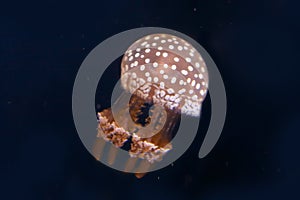 Spotted jellyfish in the dark water. Phyllorhiza punctata