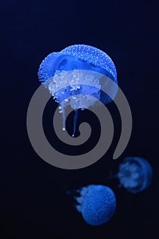 Spotted Jellyfish Phyllorhiza Punctata