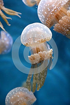 Spotted jellyfishes