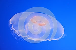 Spotted jellyfishes. Underwater scene, closeup view