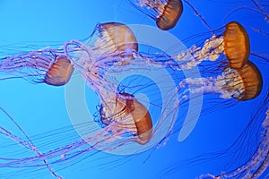 Spotted jellyfishes. Underwater scene, closeup view