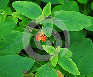 Spotted Jewelweed