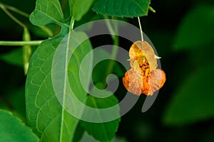 Spotted Jewelweed blooming on a sunny day, plant on Washington State noxious weed list