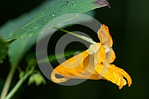 Spotted Jewelweed - Impatiens capensis