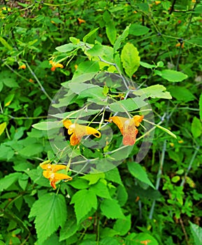 Spotted Jewelweed in Schmidt Woods