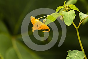Spotted Jewelweed/Touch-Me-Not Orange Flower