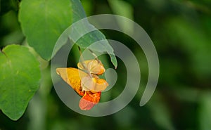 Spotted Jewelweed â€“ Impatiens capensis
