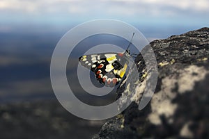 Spotted jezebel butterfly on rocky hilltop