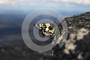 Spotted jezebel butterfly on rocky hilltop photo