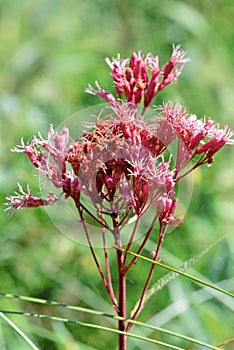 Spotted Joe Pye Weed   50659