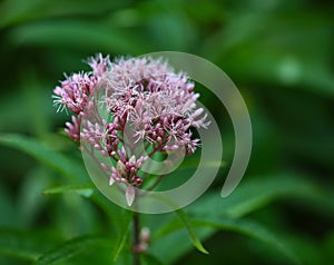 Spotted Joe-Pye-weed