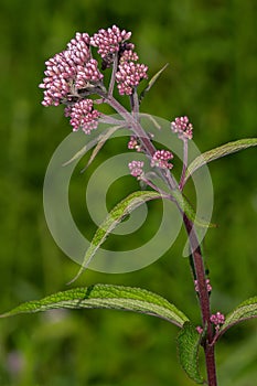 Spotted Joe-pye Weed - Eutrochium maculatum