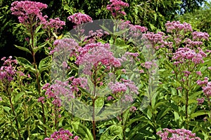 Spotted Joe-Pye-Weed  839256 photo