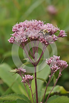 Spotted Joe-pye-weed Wildflower