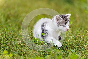 Spotted kitten walk in the grass at garden