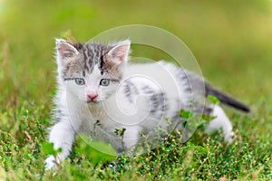 Spotted kitten walk in the grass at garden