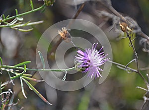 Spotted Knapweed