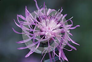 Spotted Knapweed 22648 photo