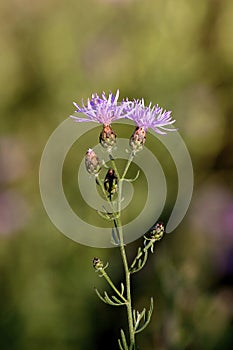 Spotted Knapweed 601400