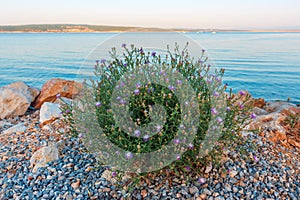 Spotted knapweed as Adriatic sea coast