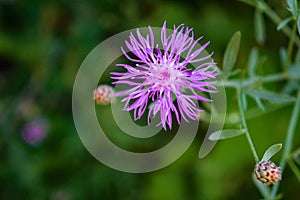 Spotted Knapweed, Centaurea maculosa