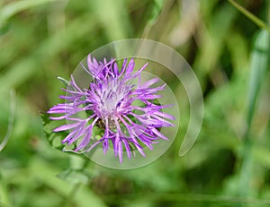 Spotted knapweed flower