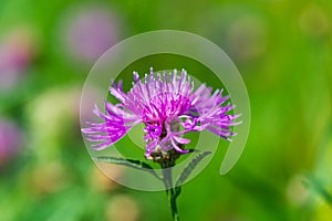 Spotted knapweed flower in the meadow, close-up