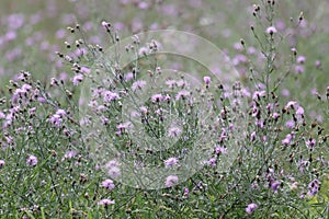 Invasive Purple Spotted Knapweed photo