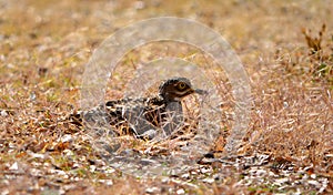 Spotted knee Plower bird resting in the open veld.