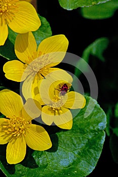 Spotted lady bug on a marsh marigold