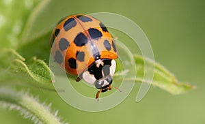 Spotted ladybug