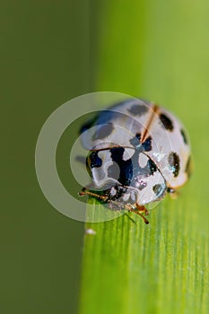 15 spotted Ladybug Anatis labiculata White lady beetle with black spots photo