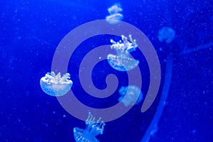 Spotted Lagoon Jellyfish Mastigias papua