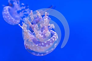 Spotted lagoon jellyfish. Mastigias papua. Spectacular jellyfish