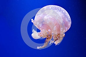 Spotted lagoon jellyfish. Mastigias papua. Spectacular jellyfish