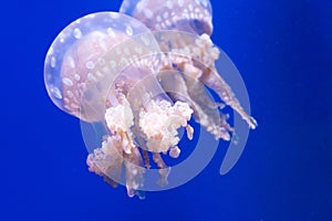 Spotted lagoon jellyfish. Mastigias papua. Spectacular jellyfish