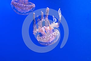 Spotted lagoon jellyfish. Mastigias papua. Spectacular jellyfish