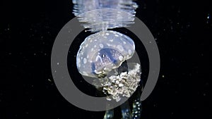 Spotted lagoon jellyfish swimming at night