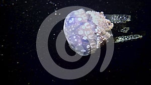 Spotted lagoon jellyfish swimming at night