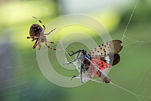 Spotted Lantern Fly Trapped in Orb Weaver Spider Web