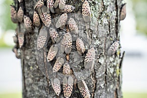 Spotted Lanternflies or lanternfly Lycorma delicatula on tree, Berks County, Pennsylvania photo