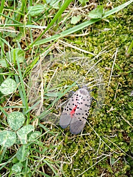 Bug, Invasive Species, Spotted Lanternfly, Insect, Pennsylvania, USA photo
