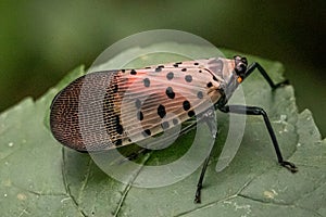 A spotted lanternfly on a leaf in a natural surrounding