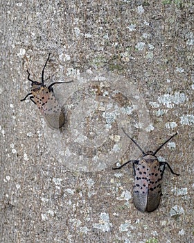 Spotted lanternfly, Lycorma delicatula