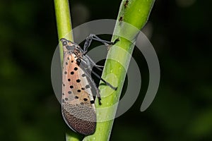 Spotted Lanternfly - Lycorma delicatula