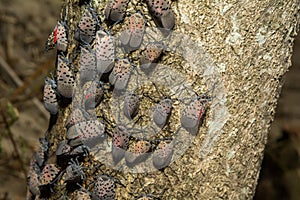 Spotted Lanternfly - Lycorma delicatula