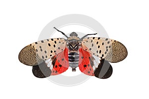 Spotted Lanternfly - Lycorma delicatula photo